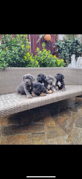 Кане корсо ферментино с родословие