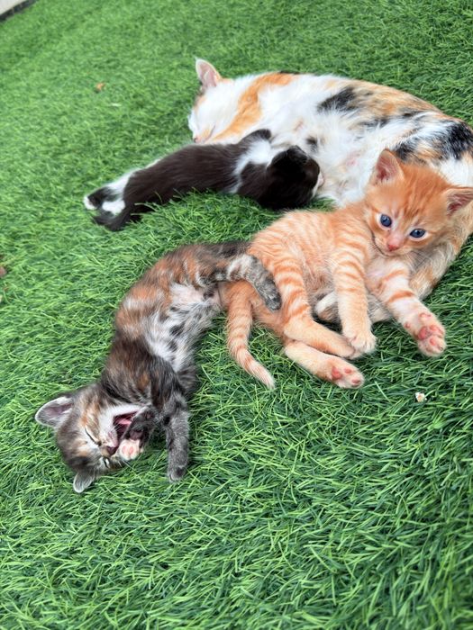 Котята мальчики и девочка в добрые руки