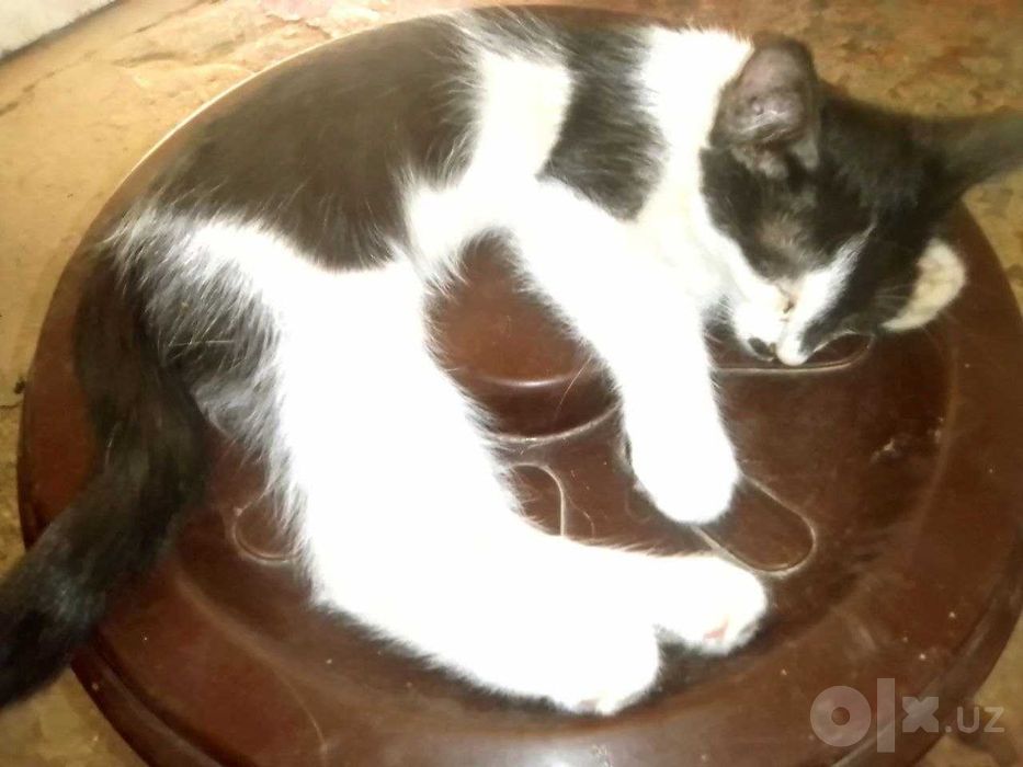 Отдается даром котенок