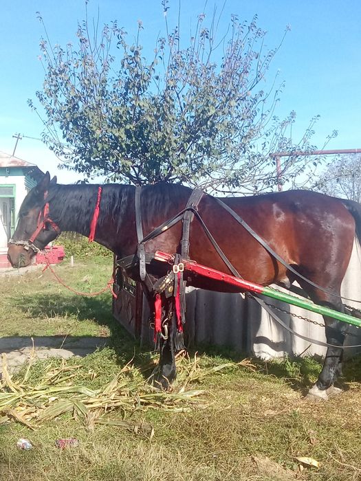 Cal castrat de vânzare