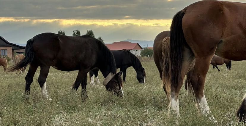 Лошади Жеребята Кобылы