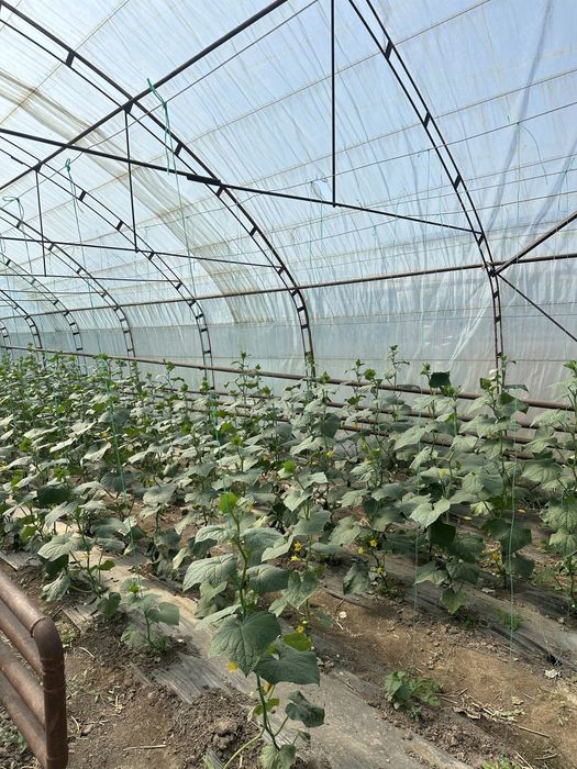 Сдам теплицу в аренду