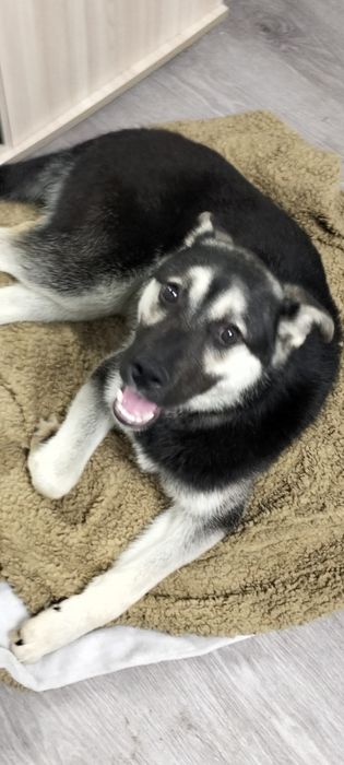 Пацан в добрые, надёжные руки!!!