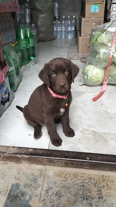 Лабрадор ретривер