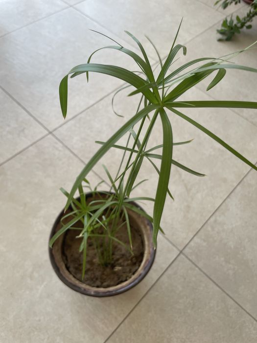 Циперус домашнее ростение