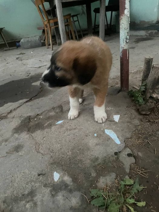 Отдам в хорошие руки.