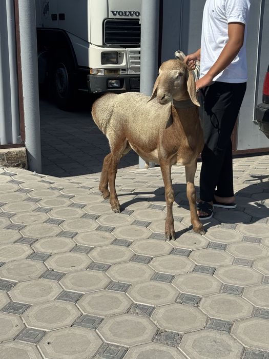 Арашан токты кошкар