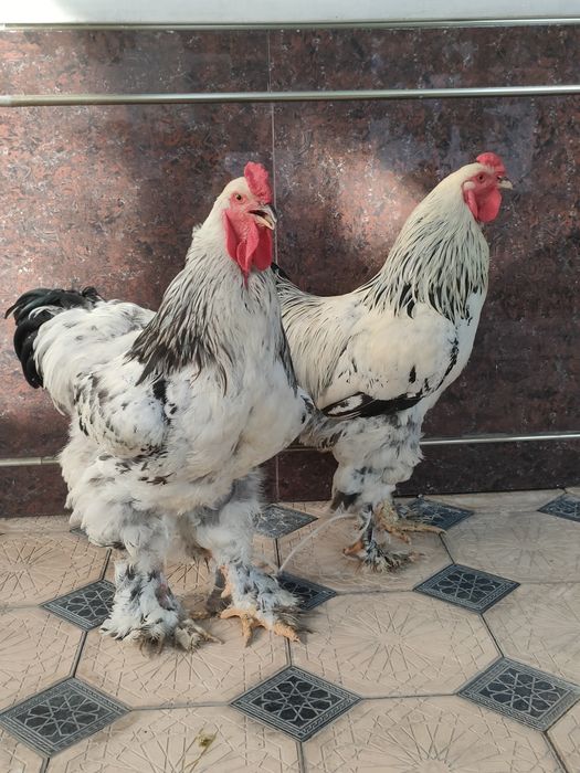 Brama horoz sotiladi