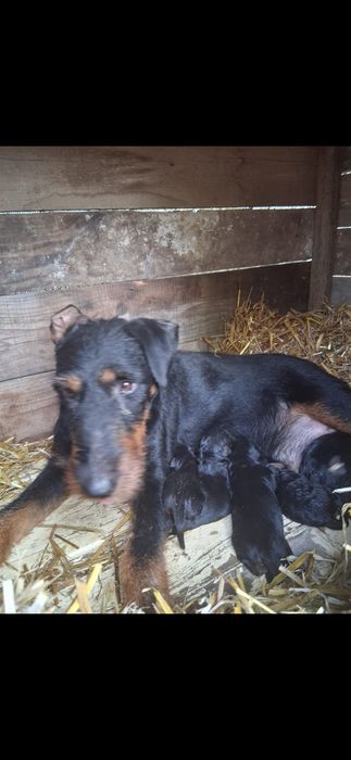 Jagd terrier căței