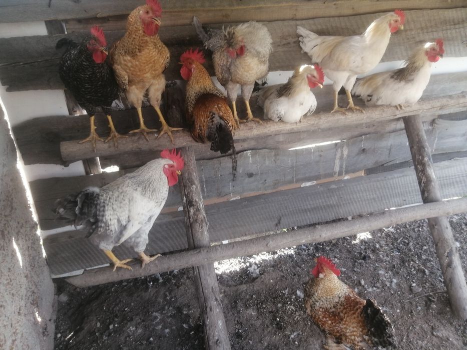 Продам молодых петухов