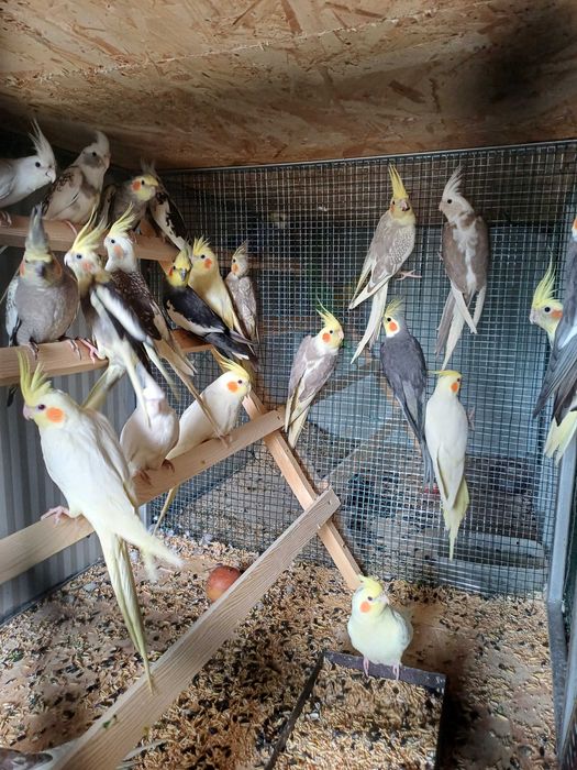 Vând perusi pui,maturi cântatori nimfe kakariki rosella  turturele .