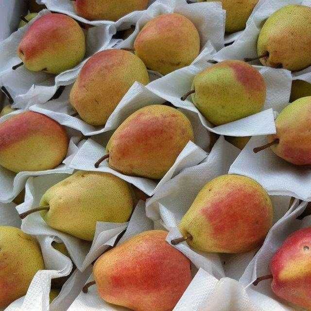 Шредер агро ишончли кучатлар