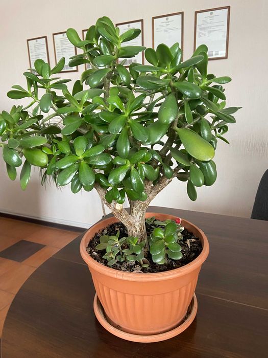 Толстянка (денежное дерево)