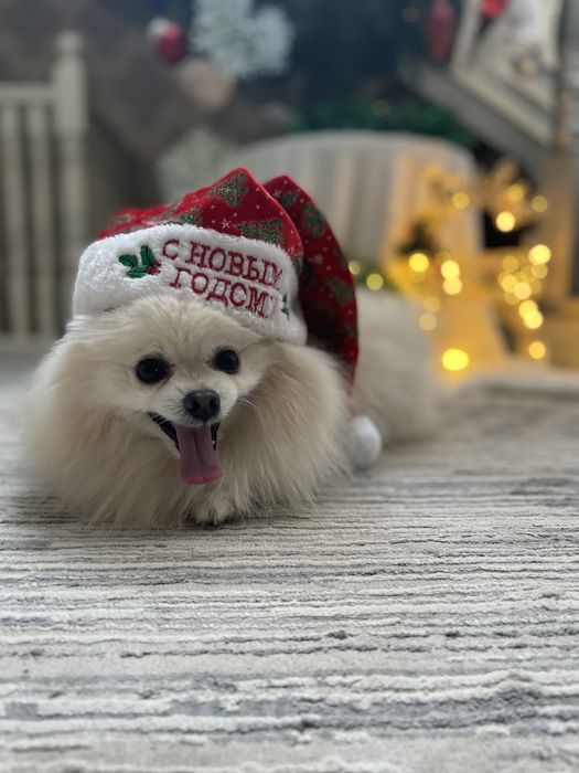 Вязка шпица