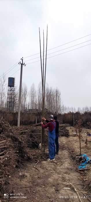 Pavloniya FTE sifatli va hamyonbop