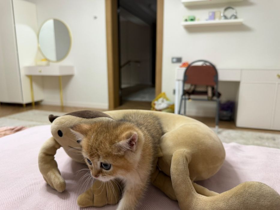 Золотые котята британские