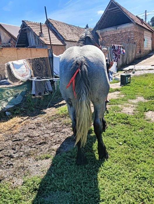 Vând mânz de 3 ani