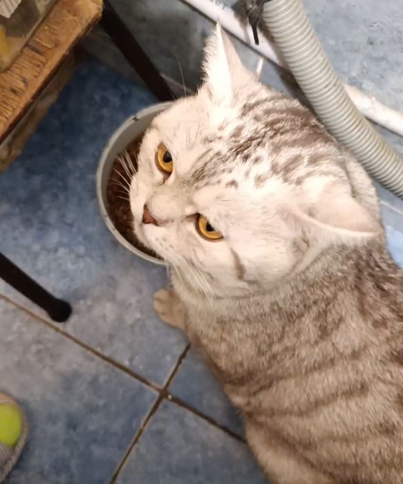 Продам шотландские котята