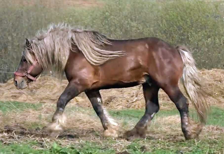 Manza 5 luni breton comtois