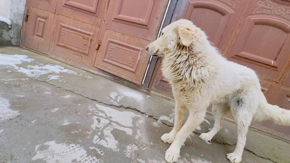 Zottor kuchuk bori bosarni bolasi