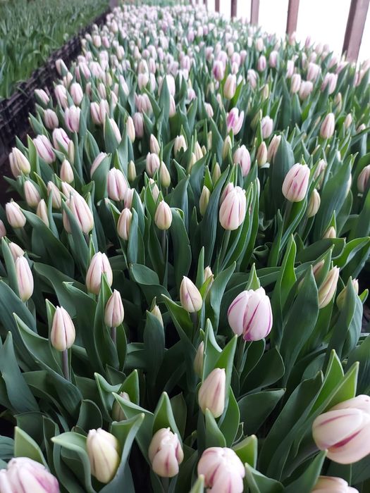 Тюльпаны свежесрезанные,размер 40-50 см