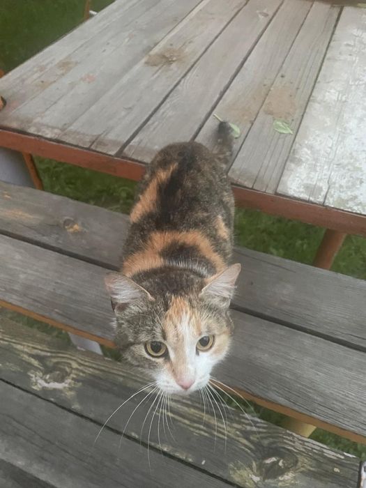 Отдам кошку в добрые руки!!!