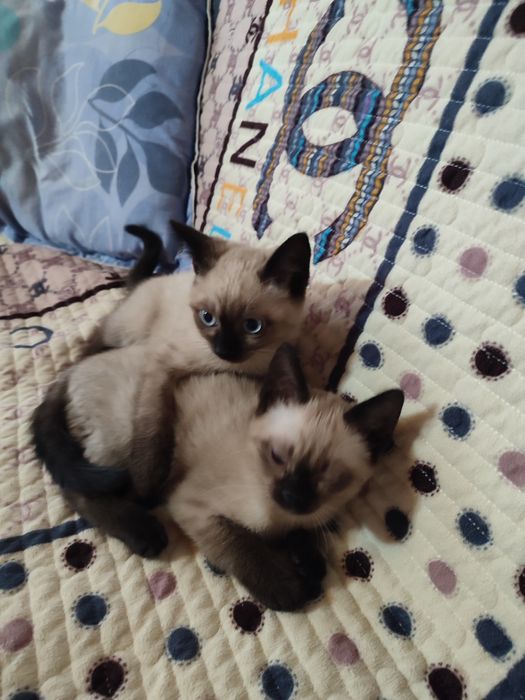 Продается сиамские котята