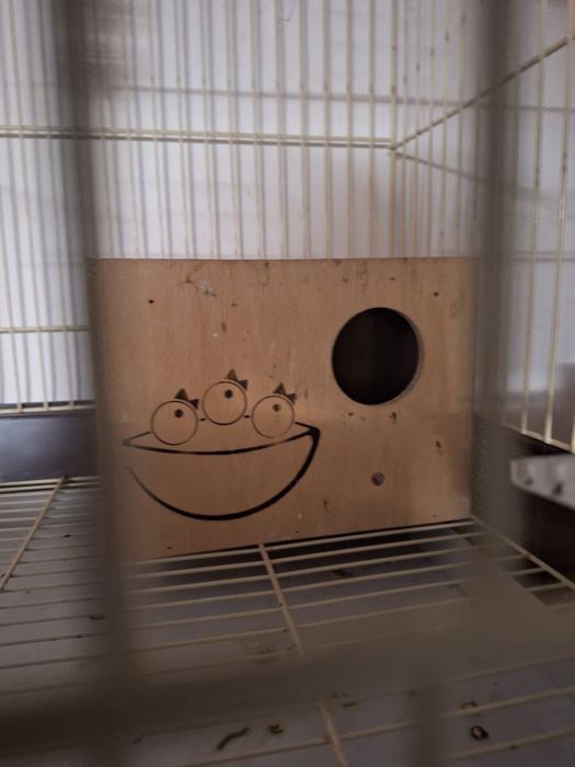 Pereche papagali Agapornis + colivie și cuib.