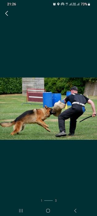 Услуга собака дрессировка