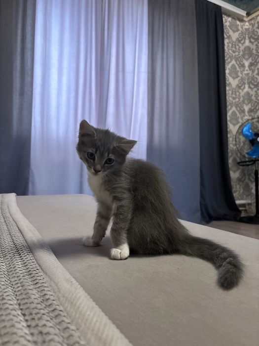 котяткииии только в ДОБРЫЕ РУКИ!