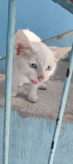 Котенок в добрые руки