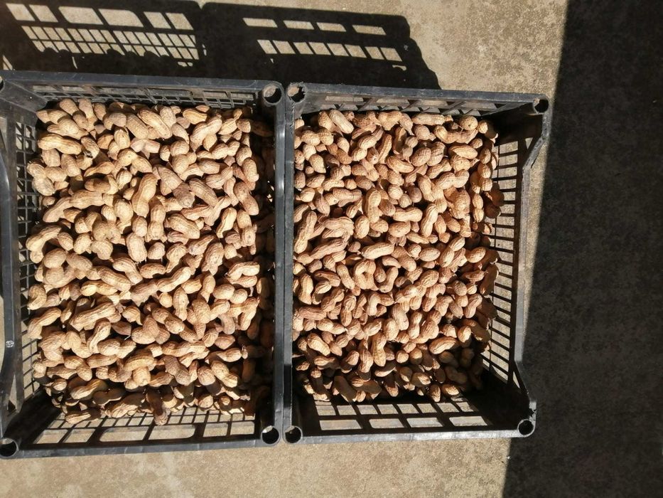 Alune de pământ (50 lei/kg)