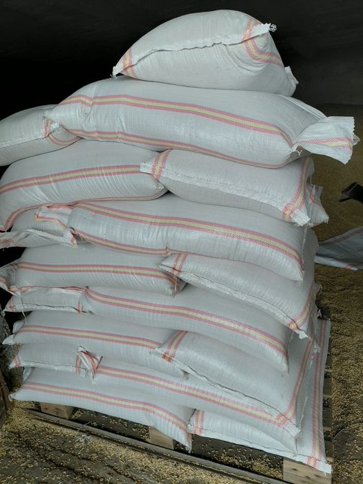 Vand ovaz si orzoaica de primavara