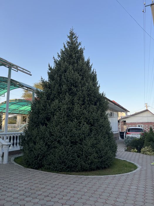 Роскошная Елка