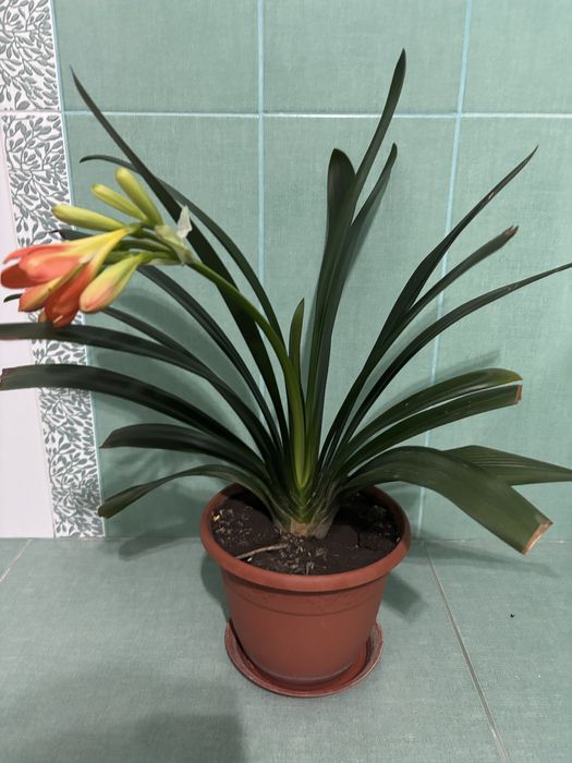 Аглаонема, кливия