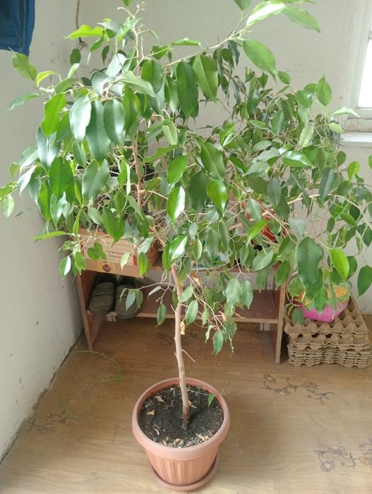 Домашние Цветы...