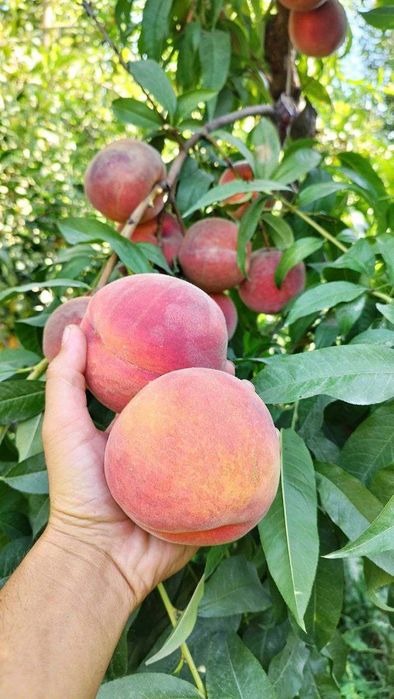 Cum squirting porno video