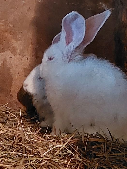 Кролики белый великан
