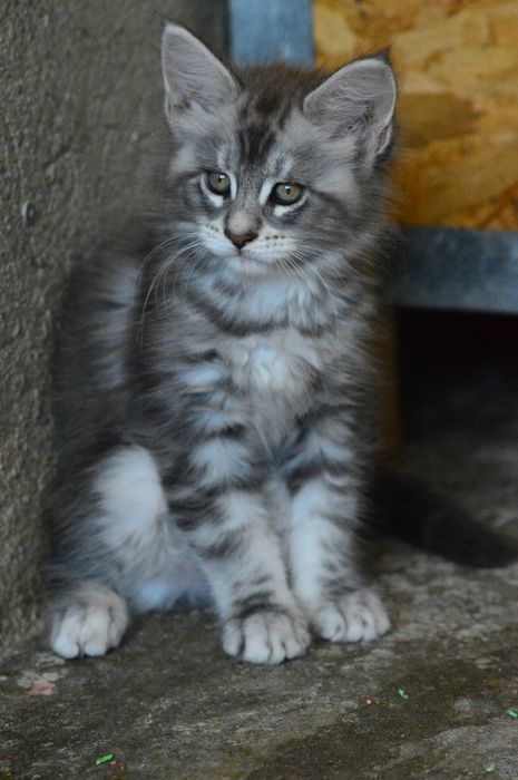 Maine Coon felisa FIFe