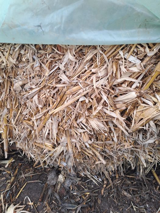 Baloti rotunzi coceni