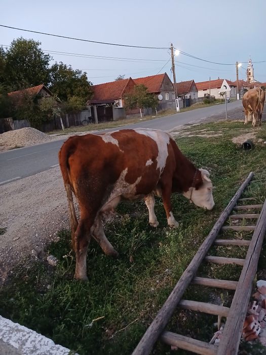 Vacă de vânzaree