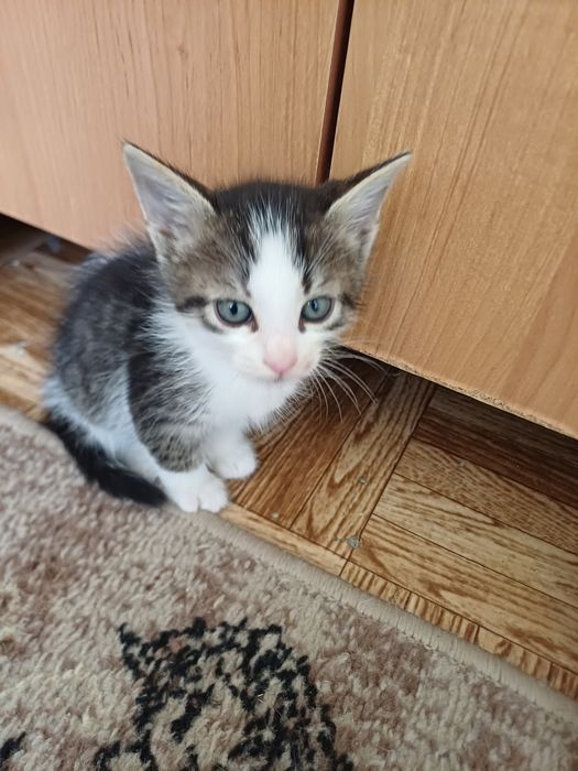 Отдам котят в добрые руки.