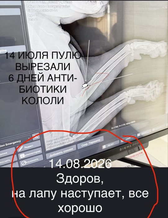 ЗДОРОВЫЙ Кот с бесплатной доставкой, доставка только по городу Тараз