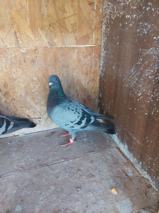 Porumbei de vanzare  sibiu