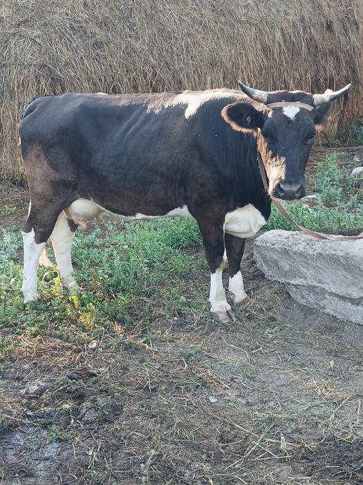 Продам корову, первотелка, молодая