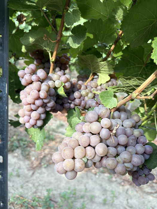 Struguri nobili de vin alb si rosii