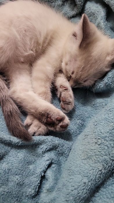 Котёнок сиамский в добрые руки