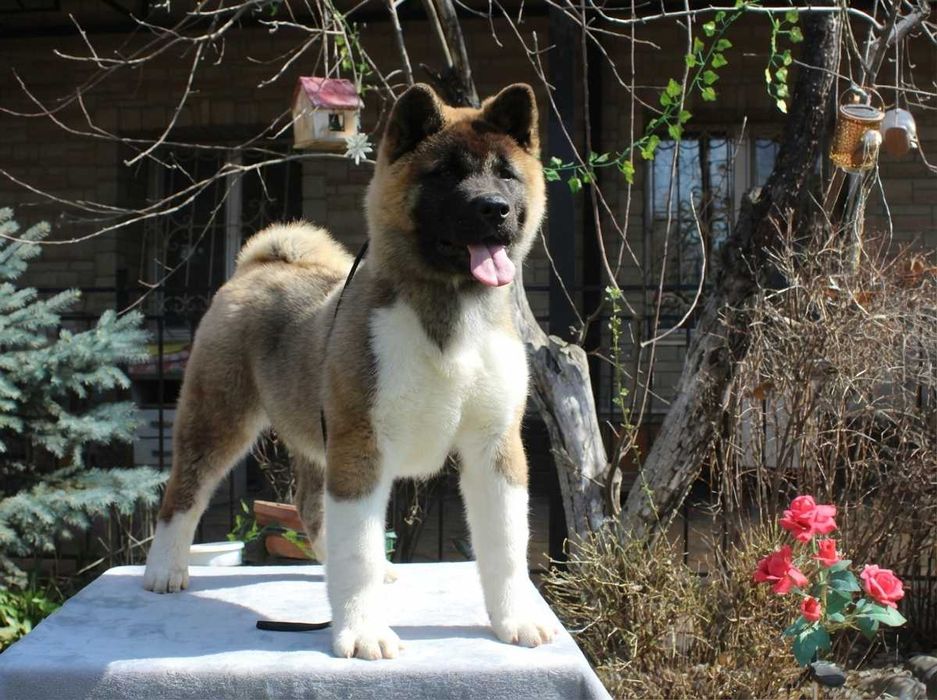 Американская акита девочка