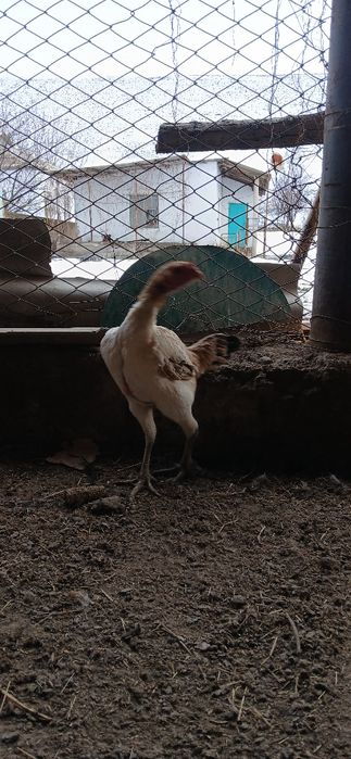 Дакан тауыықтар сатылады