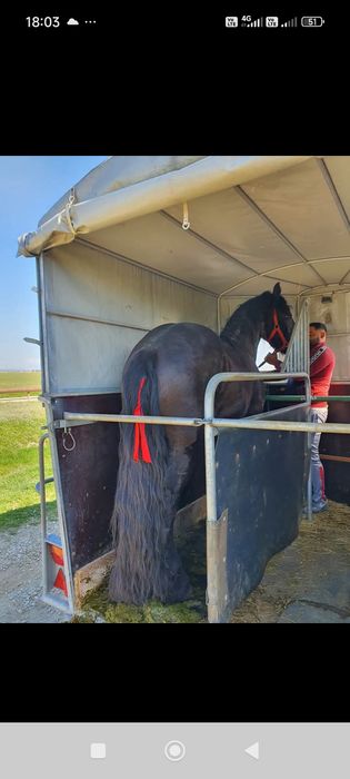 Vând armăsar frizian de 4 ani cu acte